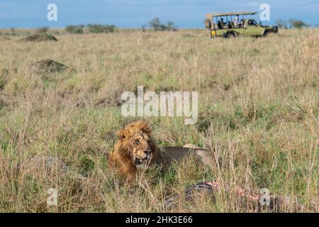 Afrika, Kenia, Serengeti Plains, Maasai Mara. Männlicher Löwe mit Kill-Safari-Jeep in der Ferne. Stockfoto