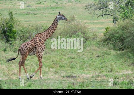 Afrika, Kenia, Serengeti, Maasai Mara. Männliche Masai-Giraffe alias Kilimandscharo-Giraffe, gefährdete Arten. Stockfoto