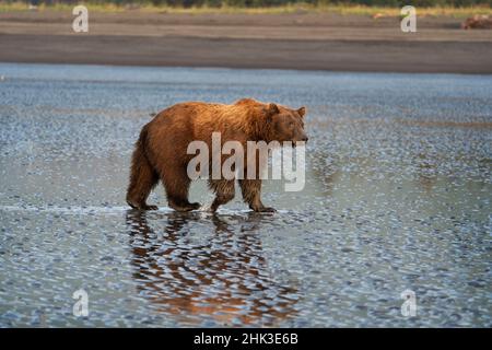 USA, Alaska, Lake Clark National Park. Grizzly-Bär sät bei Sonnenaufgang auf der Suche nach Muscheln. Stockfoto