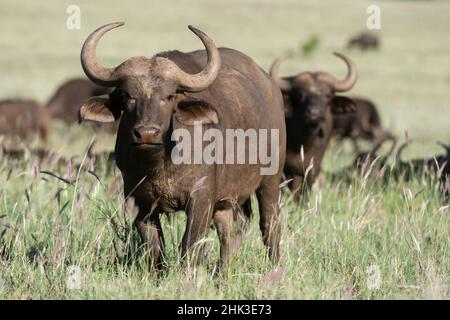 Afrikanischer Büffel (Syncerus caffer), Tsavo, Kenia. Stockfoto