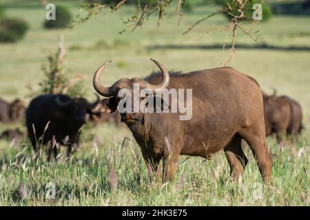 Afrikanischer Büffel (Syncerus caffer), Tsavo, Kenia. Stockfoto