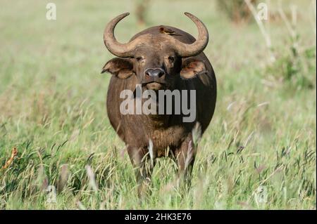 Afrikanischer Büffel (Syncerus caffer), Tsavo, Kenia. Stockfoto