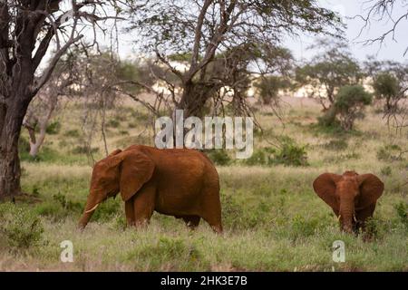 Ein afrikanischer Elefant, Loxodonta africana, und seine Jungen, Fütterung, Tsavo, Kenia. Stockfoto