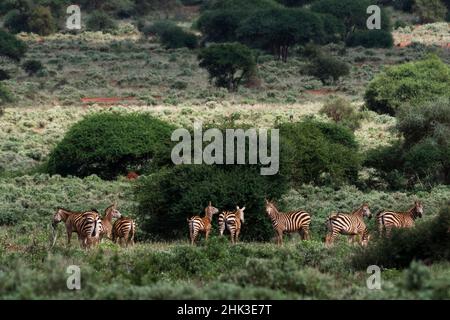 Gemeine Zebras, Equus quagga, in einer grünen Landschaft. Tsavo, Kenia. Stockfoto