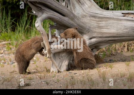 USA, Alaska, Lake Clark National Park. Grizzly-Bärenjungen spielen auf dem toten Baum. Stockfoto