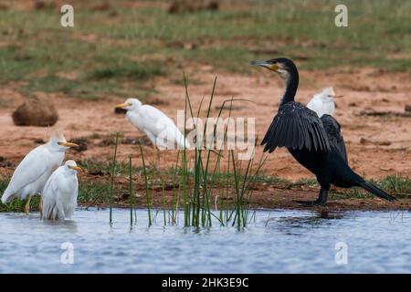 Rinderreiher, Bubulcus ibis und ein Weißhalskormoran, Phalocrocorax carbo, Lake Jipe, Tsavo, Kenia. Stockfoto