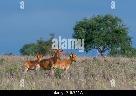 Drei Coke's hartebeest (Alcelaphus buselaphus cokii) beobachten Scheune Schwalben (Hirundo rustica) im Flug über hohen lila Gras, Lualenyi, Tsavo, Keny Stockfoto
