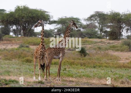 Masai Giraffe (Giraffa camelopardalis tippelskirchi), Ndutu, Ngorongoro Conservation Area, Serengeti, Tansania. Stockfoto