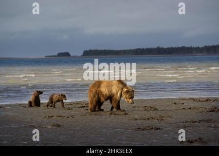 USA, Alaska, Lake Clark National Park. Grizzlybär sät mit Jungen, die bei Sonnenaufgang nach Muscheln suchen. Stockfoto