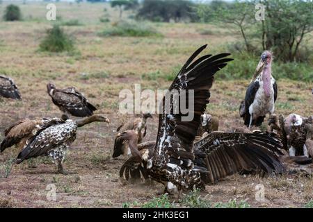 Weißrückengeier (Gyps africanus) und Marabustorch (Leptoptilos creniferus), auf einem Schlachtkörper, Ndutu, Ngorongoro Conservation Area, Serengeti, Tan Stockfoto