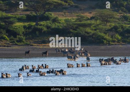 Migrierende Ebenen Zebras, Equus quagga, überqueren den See Ndutu, Ngorongoro Conservation Area, Serengeti, Tansania. Stockfoto