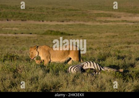 Eine Löwin, Panthera leo, und ein 5 Wochen altes Junge auf einem gemeinen Zebra-Karkasse, Equus quagga, Ndutu, Ngorongoro Conservation Area, Serengeti, Tansania. Stockfoto