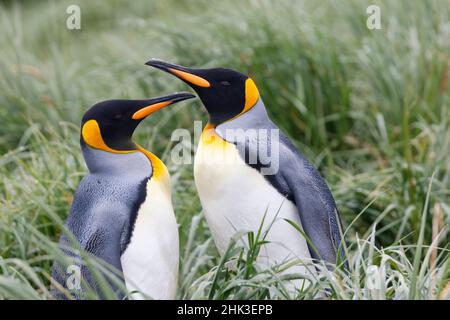 Südsee, Südgeorgien. Zwei Königspinguine hocken im Bussockengras. Stockfoto