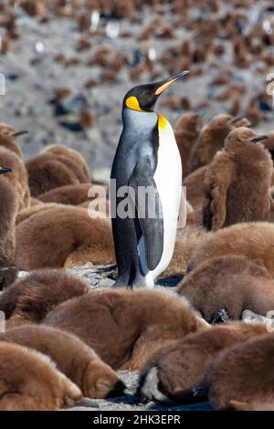 Südsee, Südgeorgien, St. Andrew's Bay. Ein erwachsener Königspinguin steht inmitten von ruhenden Küken. Stockfoto