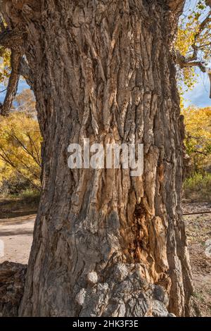 Bellen Sie auf einem alten Baumstamm aus Baumwollholz, in der Nähe des Gila River und der Old Safford Bridge, dem Gila Box Riparian National Conservation Area, in der Nähe von Clifton, Arizona, USA Stockfoto