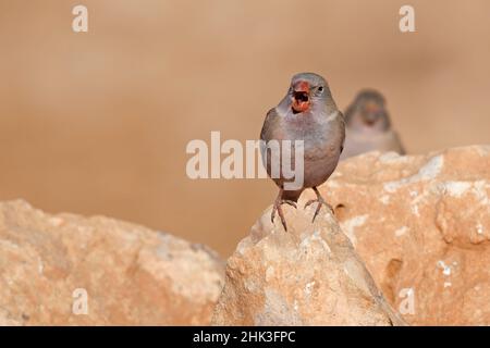 Trompeterfink, Tefia, Fuerteventura, Kanarische Inseln, Dezember 2021 Stockfoto