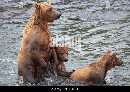 USA, Alaska, Katmai. Mama Grizzly und Junge im Wasser bei Brooks Falls, Katmai National Park. Stockfoto