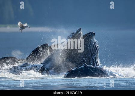USA, Alaska, Möwe schwebt über Buckelwale (Megaptera novaeangliae) auftauchen, wie Sie Bubble net Feed auf der Schule von Hering, Fisch in Frederick So Stockfoto