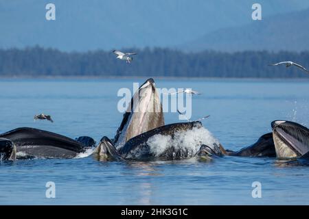 USA, Alaska, Möwen fliegen über Buckelwale (Megaptera novaeangliae) auftauchen, wie Sie Bubble net Feed auf der Schule von Hering, Fisch in Frederick Soun Stockfoto