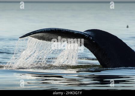 USA, Alaska, von Wasser strömen Schwanz der Buckelwal (Megaptera novaeangliae) Schwimmen in Frederick Sound in der Nähe von kupreanof Island Stockfoto