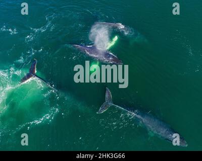 USA, Alaska, Luftaufnahme der Buckelwale (Megaptera novaeangliae) gemeinsam schwimmen an der Oberfläche des Frederick Sound, während Bubble net Fütterung auf herri Stockfoto