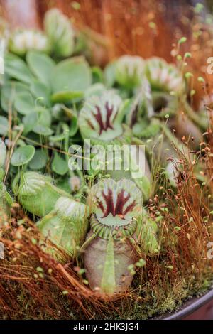 Albany Krug Pflanze (Cepalotus follicularis) urnes in kultivierter Form ('Hummer's Giant' Sorte)
