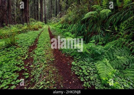 Pfad durch Farne und Redwood-Bäume, Del Norte Coast Redwoods State Park, Damnation Creek Trail, Kalifornien Stockfoto