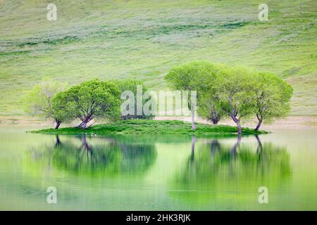 USA, Kalifornien. Bäume auf der Insel spiegeln sich im Black Butte Reservoir wider. Kredit als: Don Paulson / Jaynes Gallery / DanitaDelimont.com Stockfoto