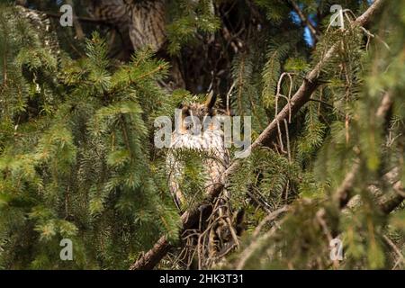 Langohreule (ASIO otus), Kikinda, Serbien. Stockfoto