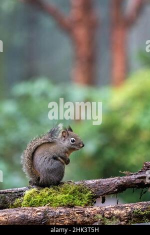 Douglas Eichhörnchen steht auf einem Baumstamm. Stockfoto