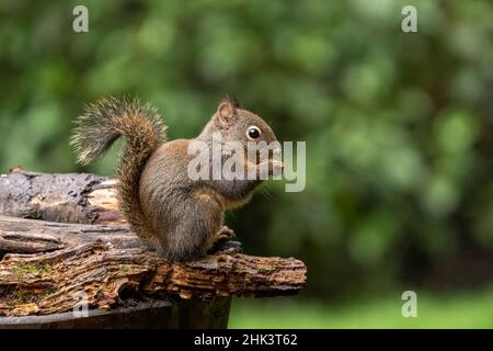 Douglas Eichhörnchen steht auf einem Holzstamm und frisst eine Erdnuss. Stockfoto