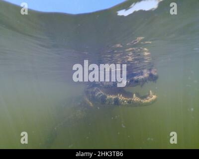 Jacare Caiman (Caiman yacare), Pantanal, Mato Grosso, Brasilien. Stockfoto