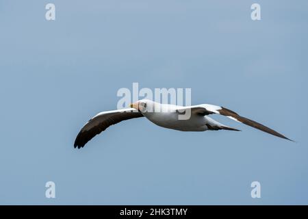 Nazca booby (Sula dactylatra granti), auch bekannt als maskierte booby, Punta Suarez, Espanola Island, Galapagos Inseln. Stockfoto