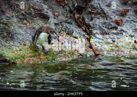 Galapagos Pinguin (Spheniscus mendiculus), Floreana Insel, Galapagos Inseln, Ecuador. Stockfoto