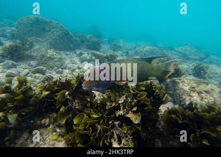 Streamer-Hogfisch (Bodianus dipotaenia), Post Office Bay, Floreana Island, Galapagos-Inseln, Ecuador. Stockfoto