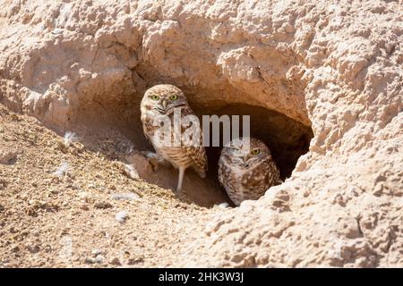 USA, Arizona. Zwei eingrabende Eulen am Eingang zum Bau. Stockfoto