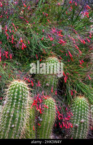 Coral Fountain alias Firecracker Flowers and Torch Cactus floral Desert Gardens at the Arizona Sonoran Desert Museum in Tucson, Arizona, USA Stockfoto