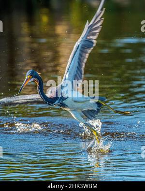 USA, Florida, Harasota, Myakka River State Park, Feeding Louisiana, Tricolor Heron Stockfoto