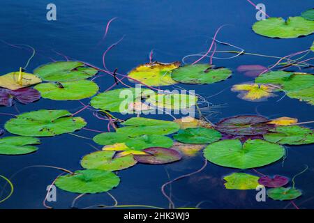 USA, New England, Maine, Mt. Desert Island, Acadia National Park mit Seerosen in einem kleinen Teich Stockfoto