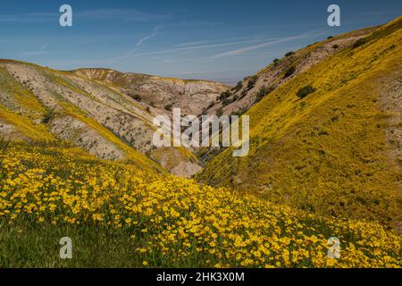 Kalifornien, USA. Das Temblor-Gebiet und das Tal sind mit Gänseblümchen-Wildblumen am Hang, dem Carrizo Plain National Monument, bedeckt Stockfoto