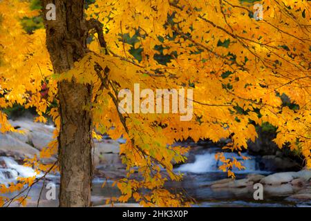 USA, New Hampshire, Jackson, Jackson Falls mit American Beech in Vollfarbenanzeige im Herbst Stockfoto