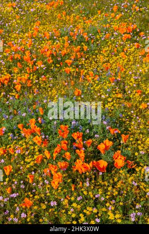 USA, Kalifornien, überblühender Hang in der Nähe von Lancaster, gelbe Goldfelder, blaue und violette Filaree und Lupine und orangefarbene Mohnblumen Stockfoto