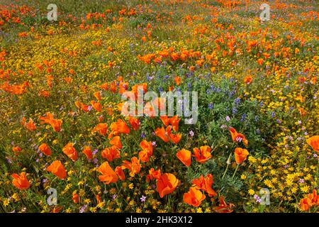 USA, Kalifornien, superblühender Hang in der Nähe von Lancaster. Gelbe Goldfelder, blaue und violette Filaree sowie Lupine- und Orangenmohn Stockfoto