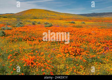 USA, Kalifornien, superblühender Hang in der Nähe von Lancaster. Gelbe Goldfelder, blaue und violette Filaree sowie Lupine- und Orangenmohn Stockfoto