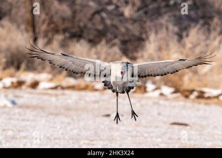 USA, New Mexico, Bernardo Wildlife Management Area. Sandhill Kranlandung. Stockfoto