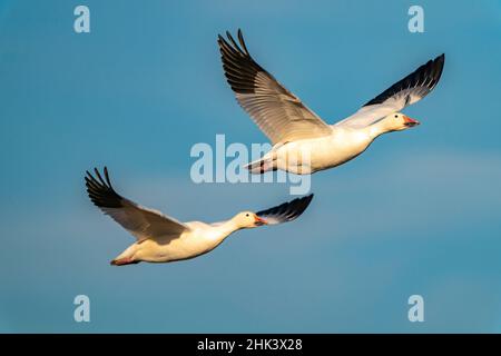 USA, New Mexico, Bosque del Apache National Wildlife Refuge. Schneegänse im Flug. Stockfoto