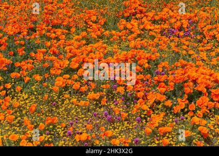 USA, Kalifornien, Superbloom bei Lancaster. Gelbe Goldfelder, Purple Owl's Clover und orangefarbene Mohnblumen Stockfoto