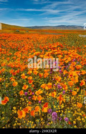 USA, Kalifornien, Owl's Clover, Goldfields und kalifornischer Mohn auf einem Hügel in der Nähe von Lancaster, Kalifornien Stockfoto