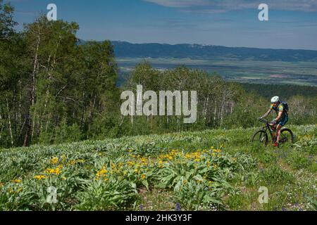 USA, Wyoming. Mann Mountainbiken im Singletrack, Sommer, Caribou-Targhee National Forest Stockfoto