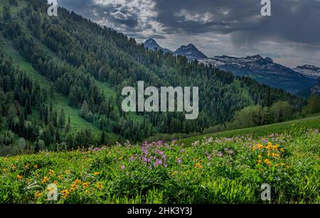 USA, Wyoming. Geranium und Laubblüten auf der Wiese, Westseite der Teton Mountains Stockfoto